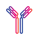 Icon of an antibody