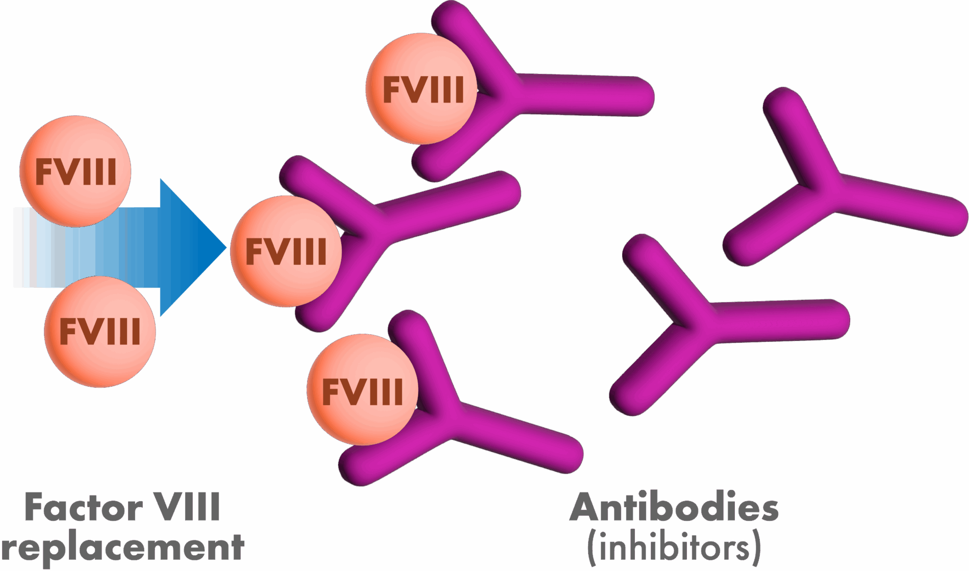 Graphic of Factor VIII attaching to antibodies